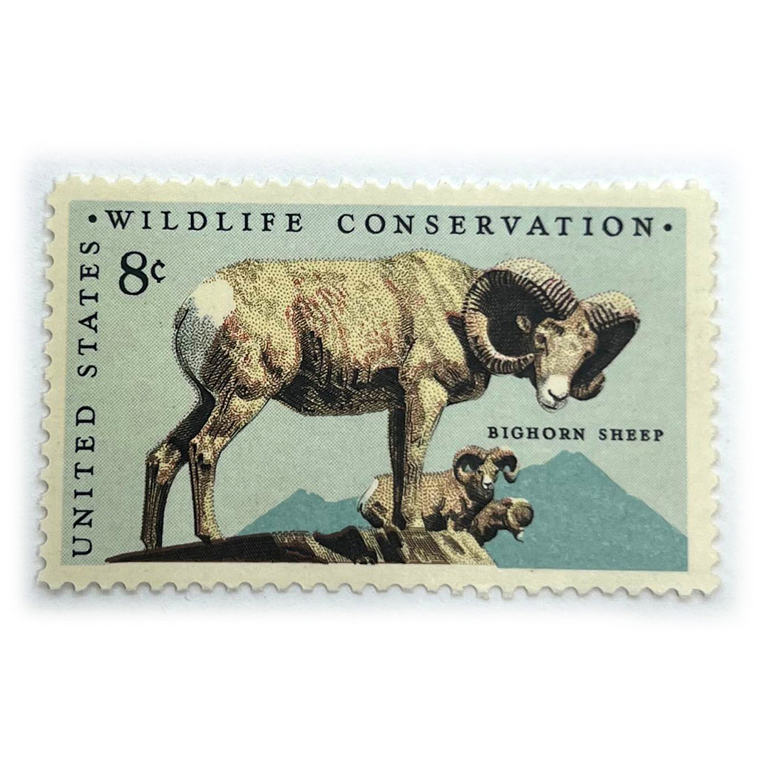 US 8 C BIGHORN SHEEP